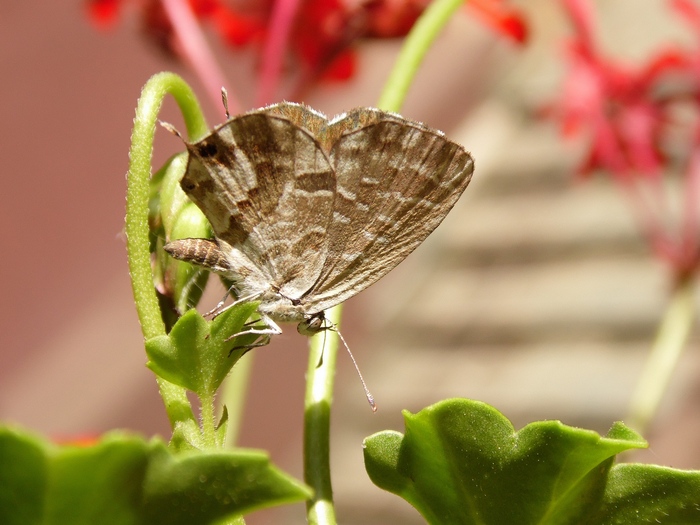 Cacyreus marshalli